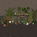 Various Potted Plants On Wooden Shelf With Gray Wall Background And Decorative Items