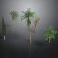 Various Types of Decorative Plants Including Palm Trees and Pine with Green Leaves