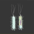 Detailed 3D Illustration of Bacteria Internal Structures With Hair Like Cilia