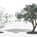 Arbor Trees Showcasing Leafless And Lush Foliage Contrast In Seasonal Landscape Design