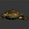 Brown Toad With Rough Bumpy Skin On Dark Reflective Surface