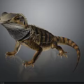 Iguana With Orange And Black Stripes Frilled Neck Sharp Claws And Long Tail