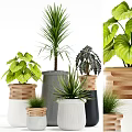 Variety of Bonsai Potted Plants With Different Leaf Shapes And Decorative Wooden Cement Fabric Planters