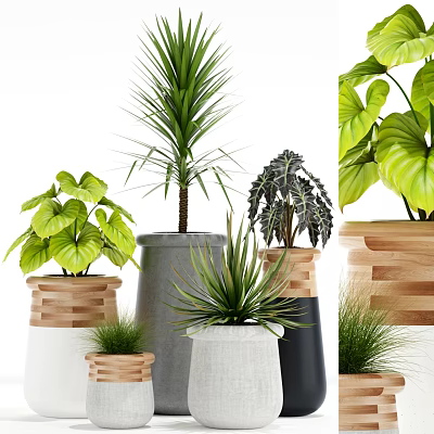 Variety of Bonsai Potted Plants With Different Leaf Shapes And Decorative Wooden Cement Fabric Planters 3d model