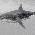 Great White Shark Majestic Ocean Predator with Sharp Teeth and Powerful Fins