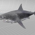 Great White Shark 3d model