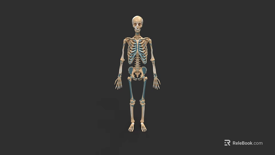 Detailed Human Skull Anatomical Structure In Full Body Skeleton Model 3d model 