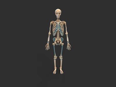 Detailed Human Skull Anatomical Structure In Full Body Skeleton Model 3d model