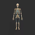 Detailed Human Skull Anatomical Structure In Full Body Skeleton Model