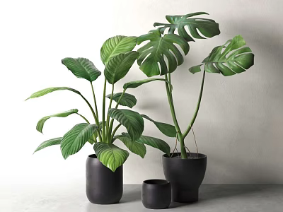 Large Green Monstera Leaf Potted Plants in Black Pots with Gray Background 3d model
