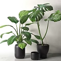 Large Green Monstera Leaf Potted Plants in Black Pots with Gray Background