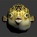 Yellow and Black Spotted Pufferfish with Green Eyes White Belly Showing Reflection on Dark Background