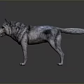 Realistic Standing Wolf 3D Model With Grey Fur Open Mouth And Dark Background 3d model