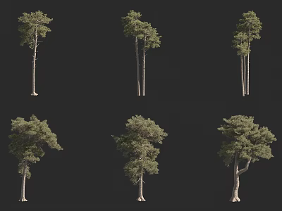 Different Types Of Arbor Trees Showcasing Diverse Natural Growth Shapes And Forms 3d model