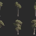 Different Types Of Arbor Trees Showcasing Diverse Natural Growth Shapes And Forms
