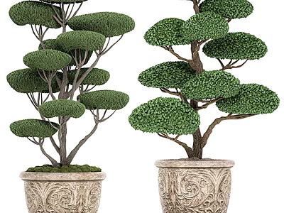 Uniquely Shaped Bonsai Potted Plants With Lush Green Foliage And Carved Decorative Pots 3d model