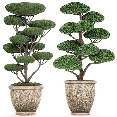 Uniquely Shaped Bonsai Potted Plants With Lush Green Foliage And Carved Decorative Pots 3d model