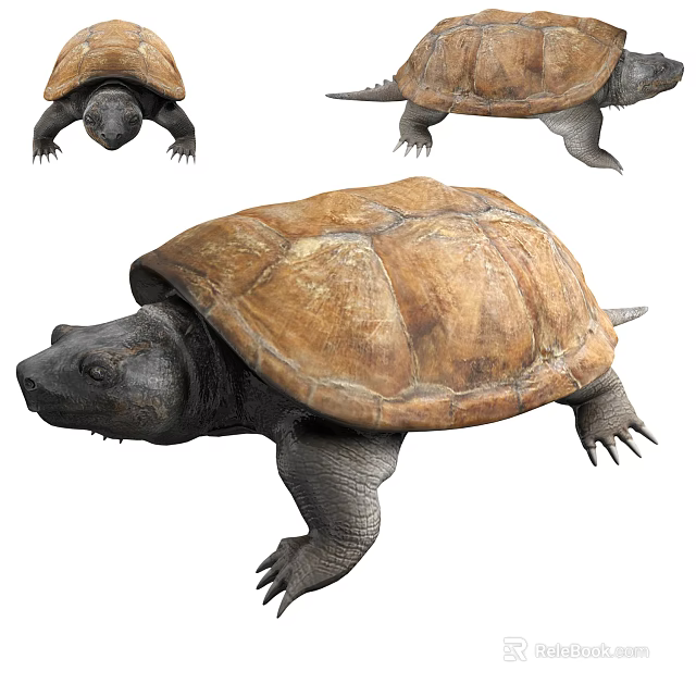 Reptile Turtle With Brown Shell Dark Head And Limbs In Multiple Angles View 3d model 