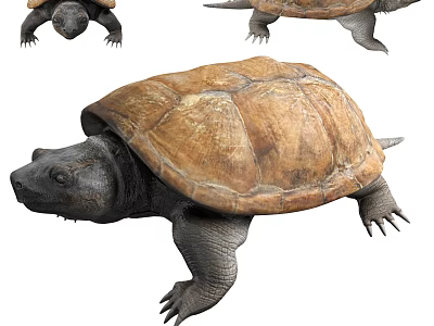 Reptile Turtle With Brown Shell Dark Head And Limbs In Multiple Angles View 3d model