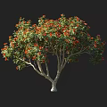 Arbor with Red Flowers Green Leaves and White Trunk and Human Figure for Scale