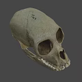 Human Skull Frontal View With Anatomical Bone Details And Visible Teeth 3d model