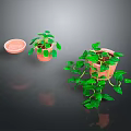 Pothos Plants in Terracotta Pots with Long Green Vines and Lush Leaves