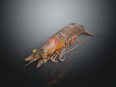 Fresh Raw Shrimp With Orange Red Shell And Long Antenna On Dark Background 3d model