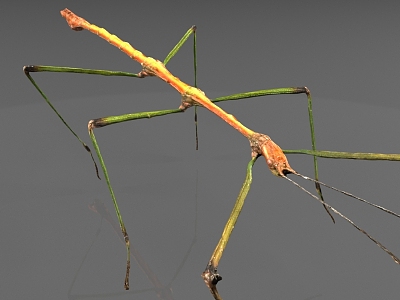 Stick insect model