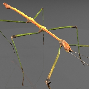 Stick insect 3d model