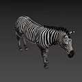 Zebra With Black And White Stripes Standing On Gray Background 3d model
