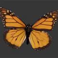 Modern Butterfly Colored Butterfly Tabby Butterfly Leaf Butterfly 3d model