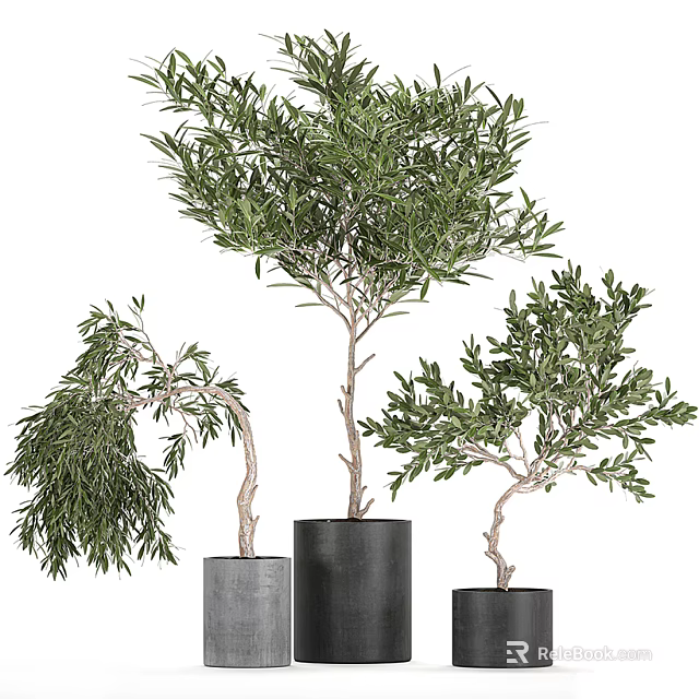 Three Olive Tree Bonsai Potted In Stylish Pots For Indoor Decoration 3d model 