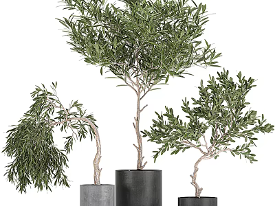Three Olive Tree Bonsai Potted In Stylish Pots For Indoor Decoration 3d model
