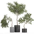 Three Olive Tree Bonsai Potted In Stylish Pots For Indoor Decoration