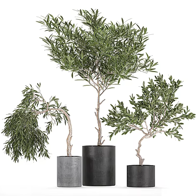 Three Olive Tree Bonsai Potted In Stylish Pots For Indoor Decoration 3d model