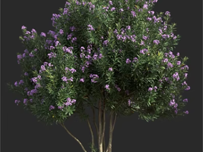 Lush Bush with Purple Flowers in Full Bloom Green Leaves and Multiple Trunks 3d model