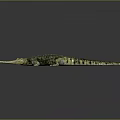 Long Snouted Crocodile With Green Yellow Textured Skin On Dark Background With Reflection