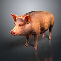 Realistic Brown Pig Standing On Gray Background With Shiny Surface And Large Ears 3d model