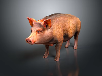 domesticated livestock domesticated animals 3d model domesticated livestock domesticated animals 3d model