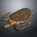 Realistic Colorful Sea Turtle With Detailed Shell Texture And Webbed Flippers Design