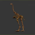 Detailed Brown Bird Skeleton With Long Neck Legs And Gray Reflective Background