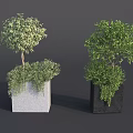 Two Bonsai Potted Plants in Gray and Black Square Pots with Lush Green Foliage