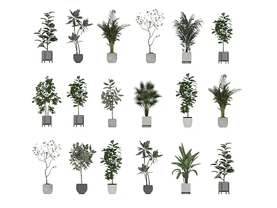 Various Indoor Potted Plants With Different Leaf Shapes And Decorative Pots 3d model