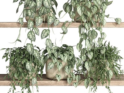 Plants on the shelf 22 3d model