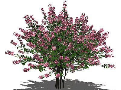 Lush Blooming Shrub With Pink Flowers And Green Leaves In Natural Garden 3d model