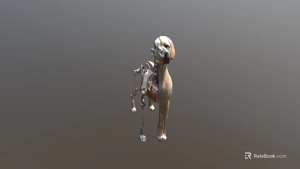 3D Anatomical Model of Dog Showing Skeleton Muscles and Internal Organs 3d model 
