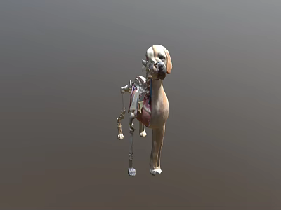 3D Anatomical Model of Dog Showing Skeleton Muscles and Internal Organs 3d model