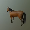 Brown Horse With Black Mane And Tail In Standing Pose On Green Background