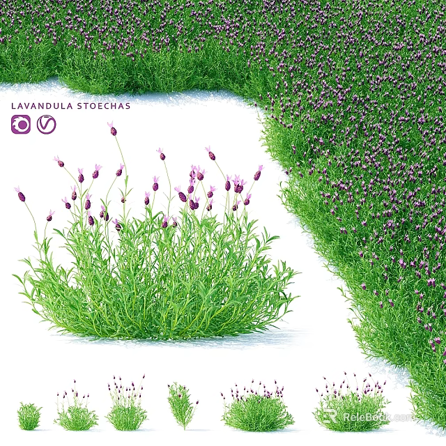 Lavender Themed Decorative Ornament Set With Purple Flowers And Green Foliage 3d model 