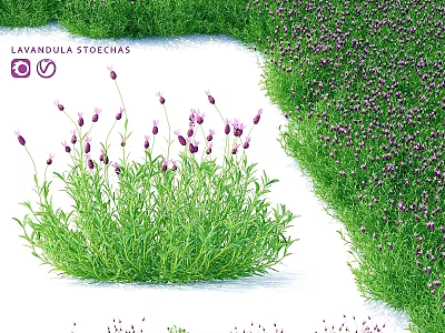 Lavender Themed Decorative Ornament Set With Purple Flowers And Green Foliage 3d model